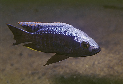 Copadichromis trewavasae 'Makonde'